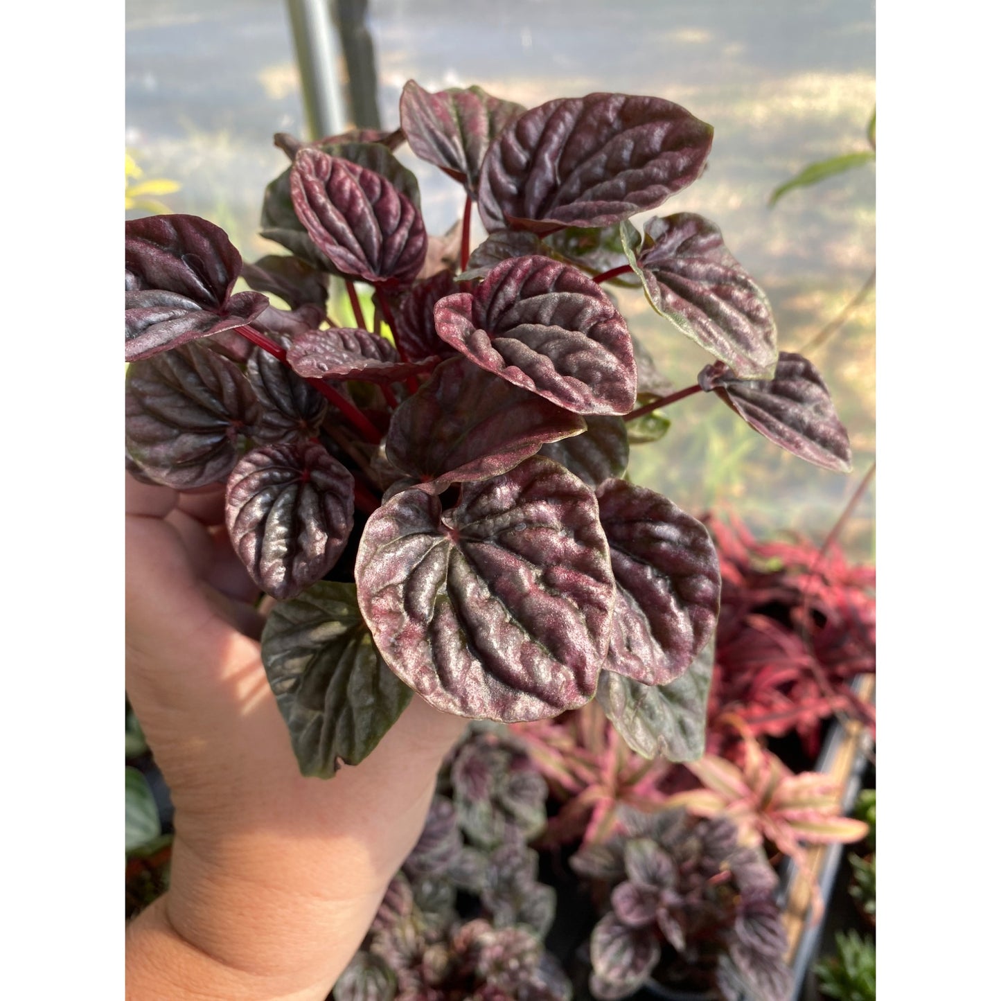 Peperomia or Radiator Plant Red Ripple 4 inch Pot Live Plant