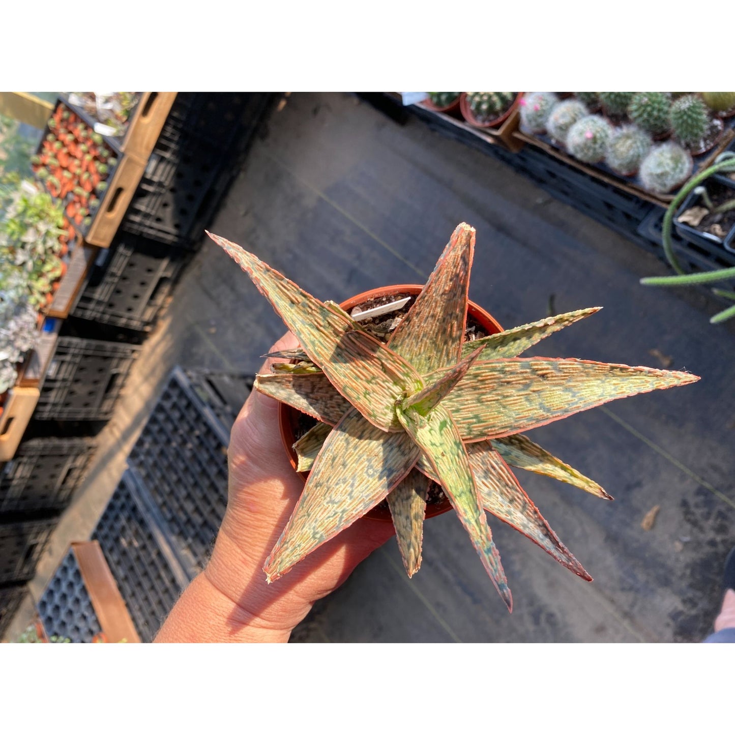 Aloe Hybrid Pink Blush 4" Pot Live Plant