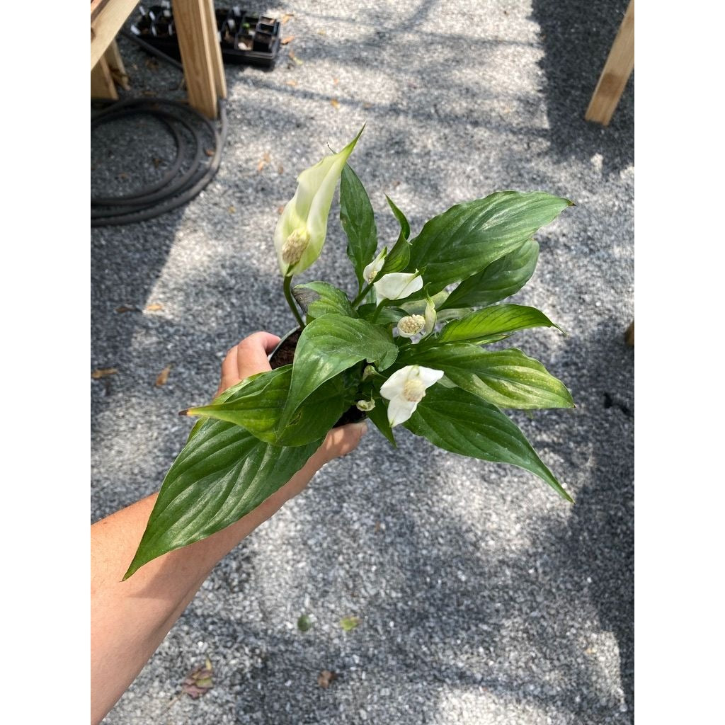 Peace Lily Spathiphyllum Platinum Mist 4" Pot Live Plant