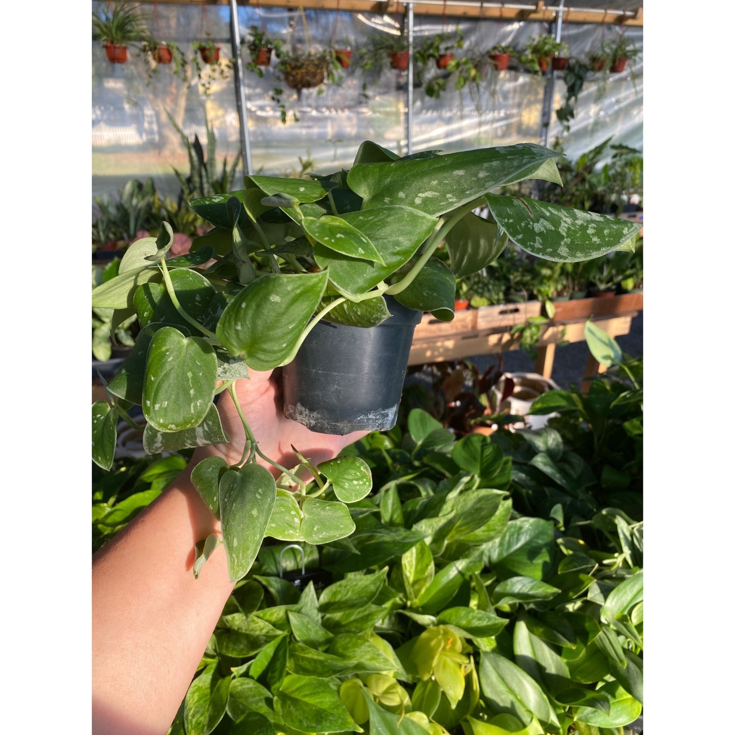 Scindapsus Pictus or Satin Pothos Satin 4" Pot Live Plant