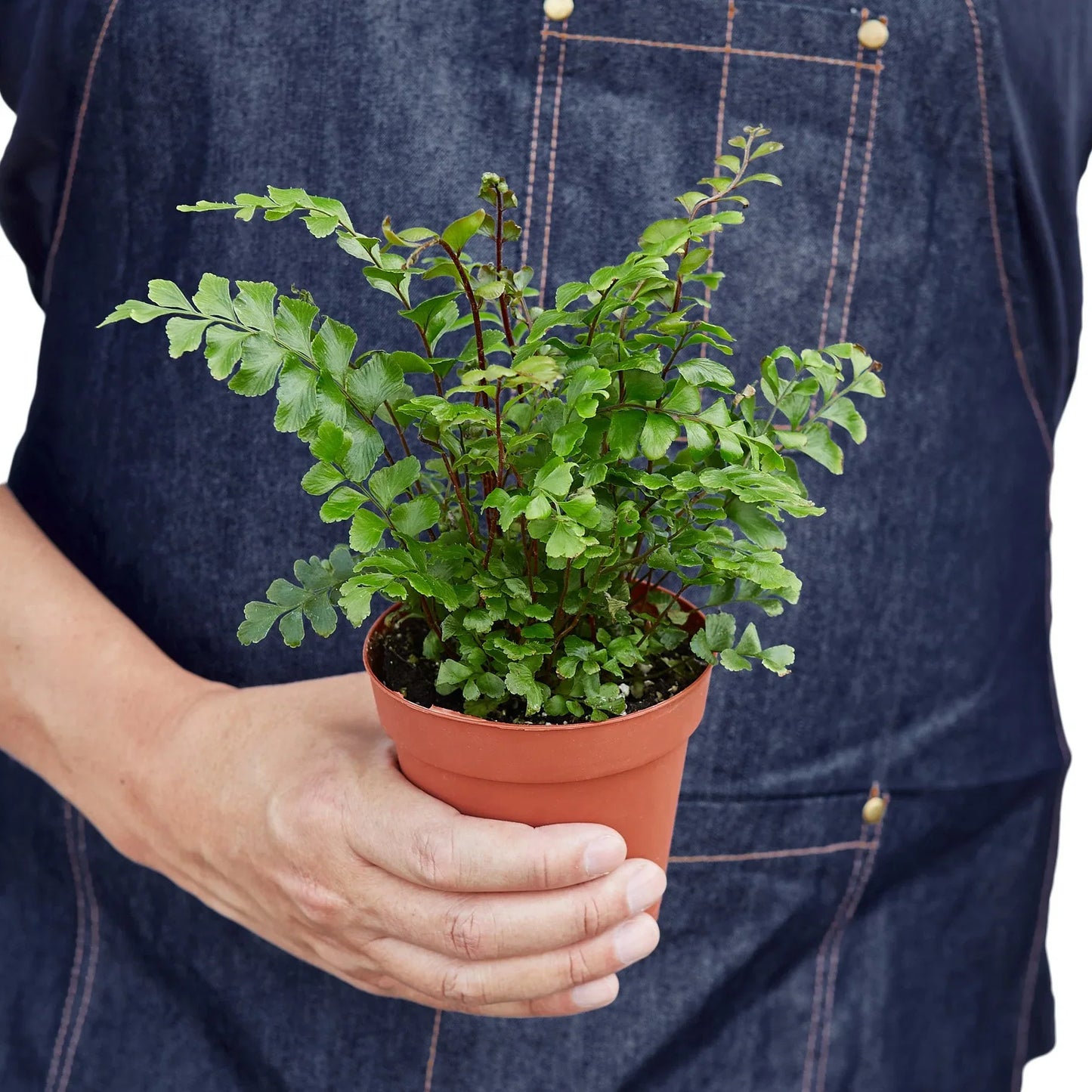 Fern Mahogany Maidenhair Didymochlaena truncatula 4" Pot Live Plant