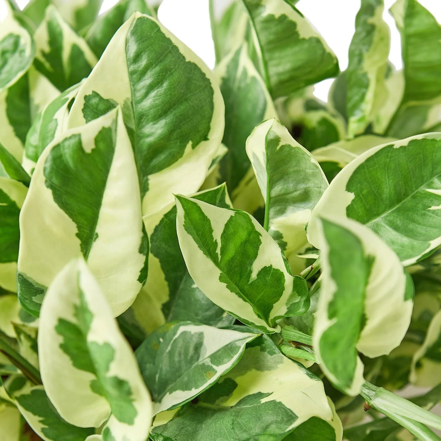 Pothos N'joy Epipremnum Aureum Devil's Ivy Live Plant Multiple Sizes Available