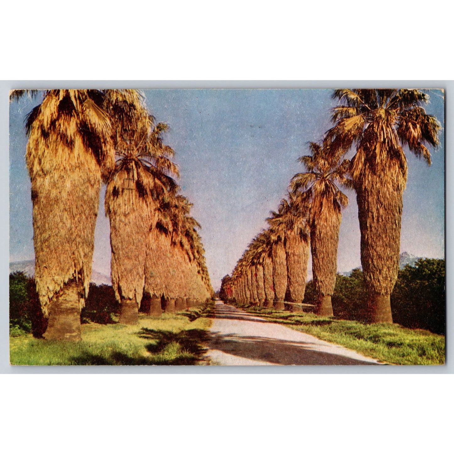 Riverside CA California Palm Drive 1945 Chrome Postcard Used Wesco Color Card