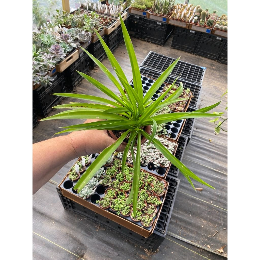 Spider Plant Airplane Plant Chlorophytum Comosum Solid Green 4" Pot Live Plant