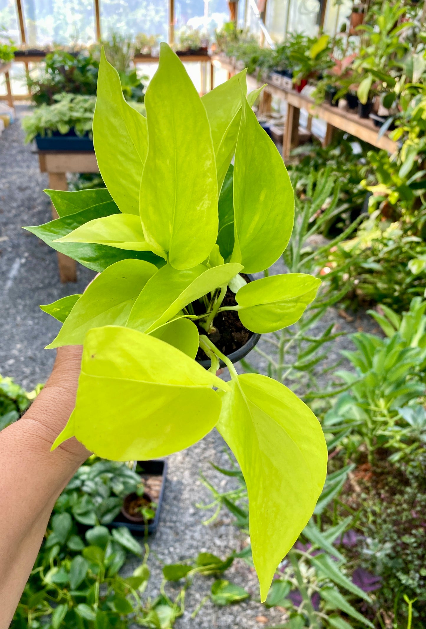 Pothos or Devil's Ivy Neon 4" Pot Live Plant