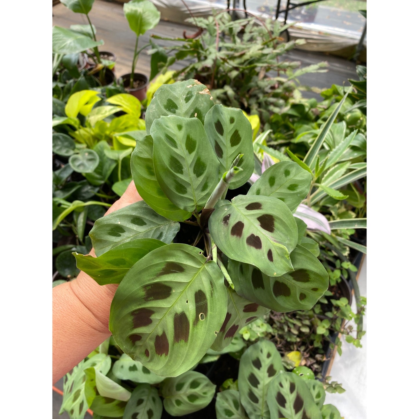 Prayer plant or Maranta Leuconeura Green 2.5" Tall Pot