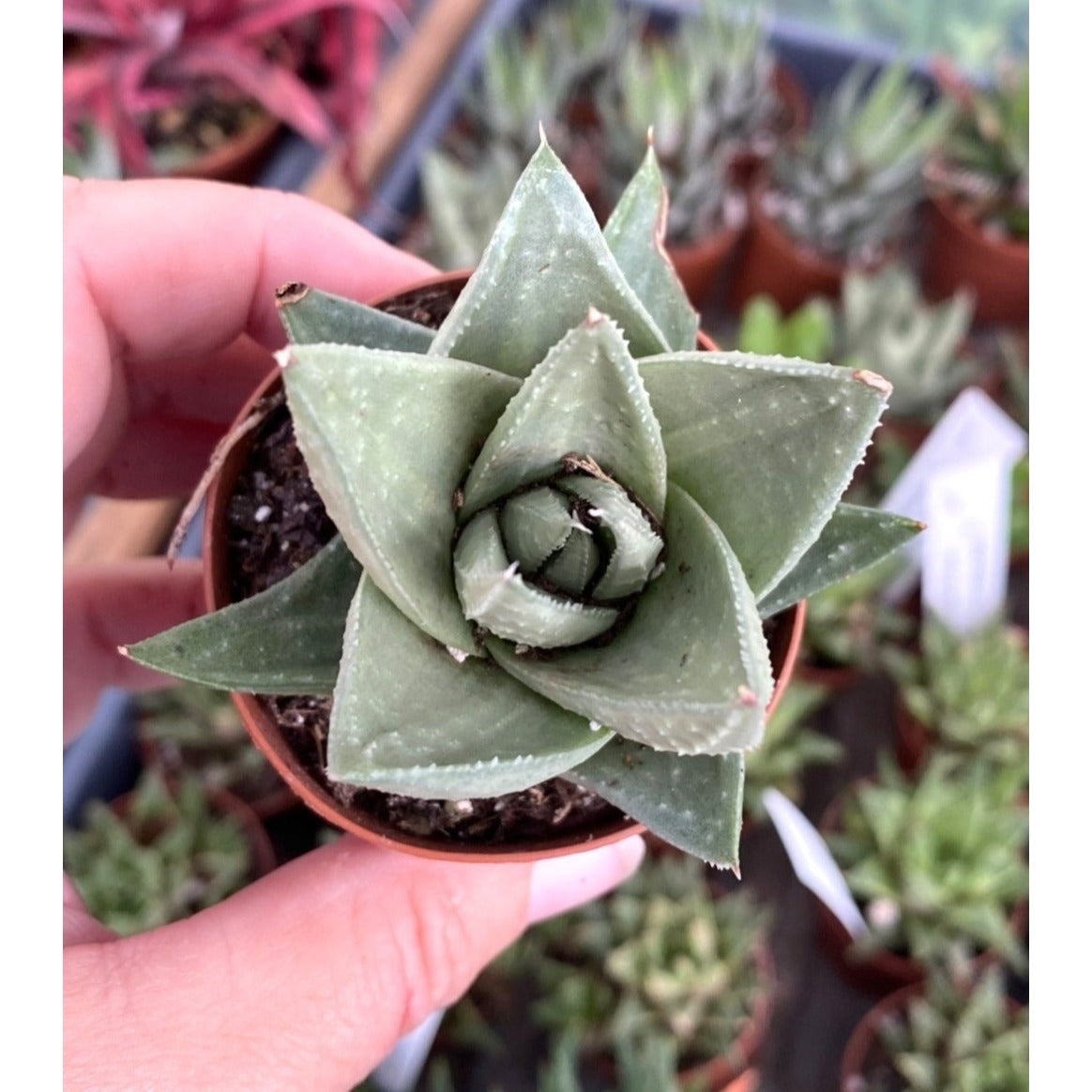 Succulent Haworthia Savanna 2" Pot Live Plant