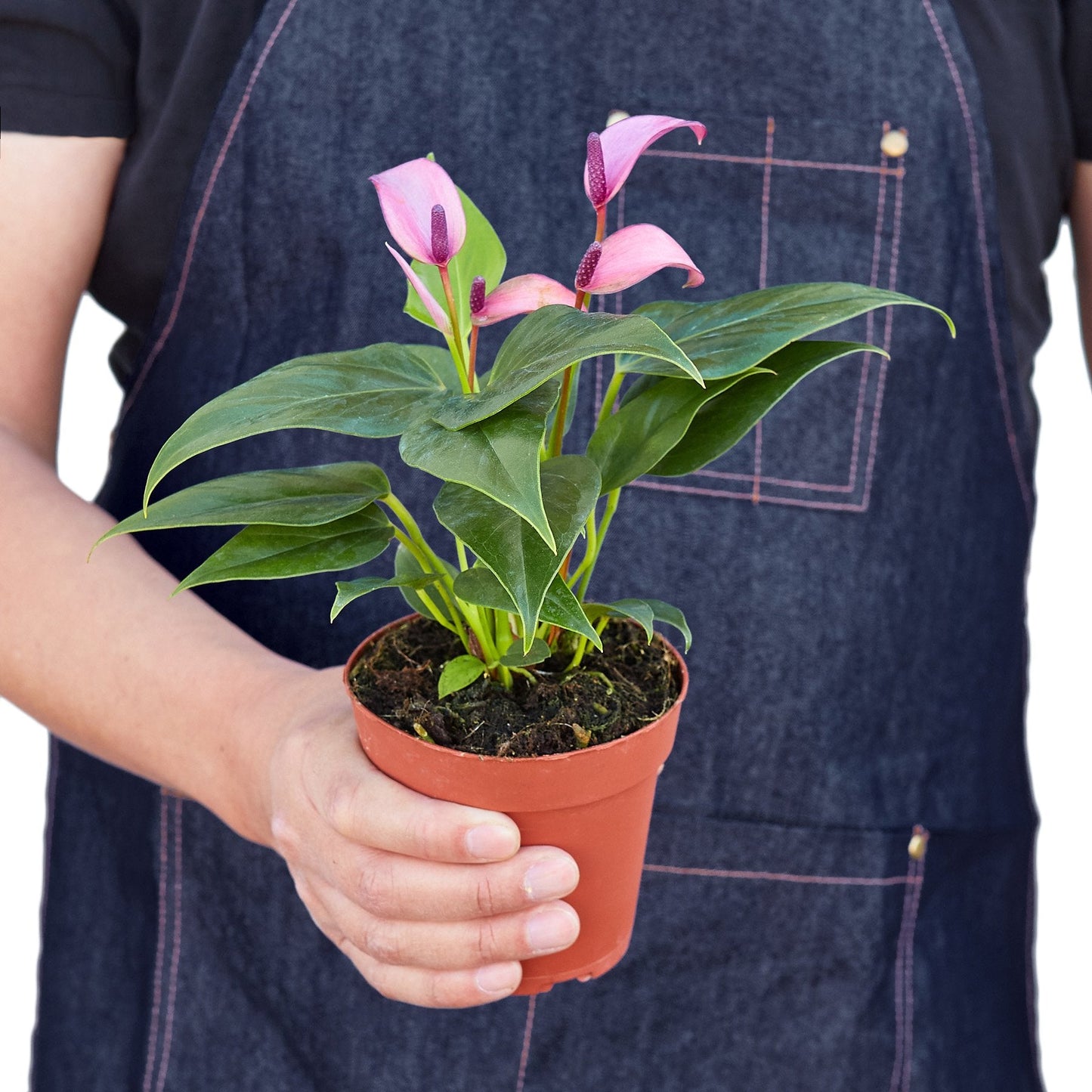 Anthurium Purple Flamingo Flower Live Plant Multiple Sizes Available