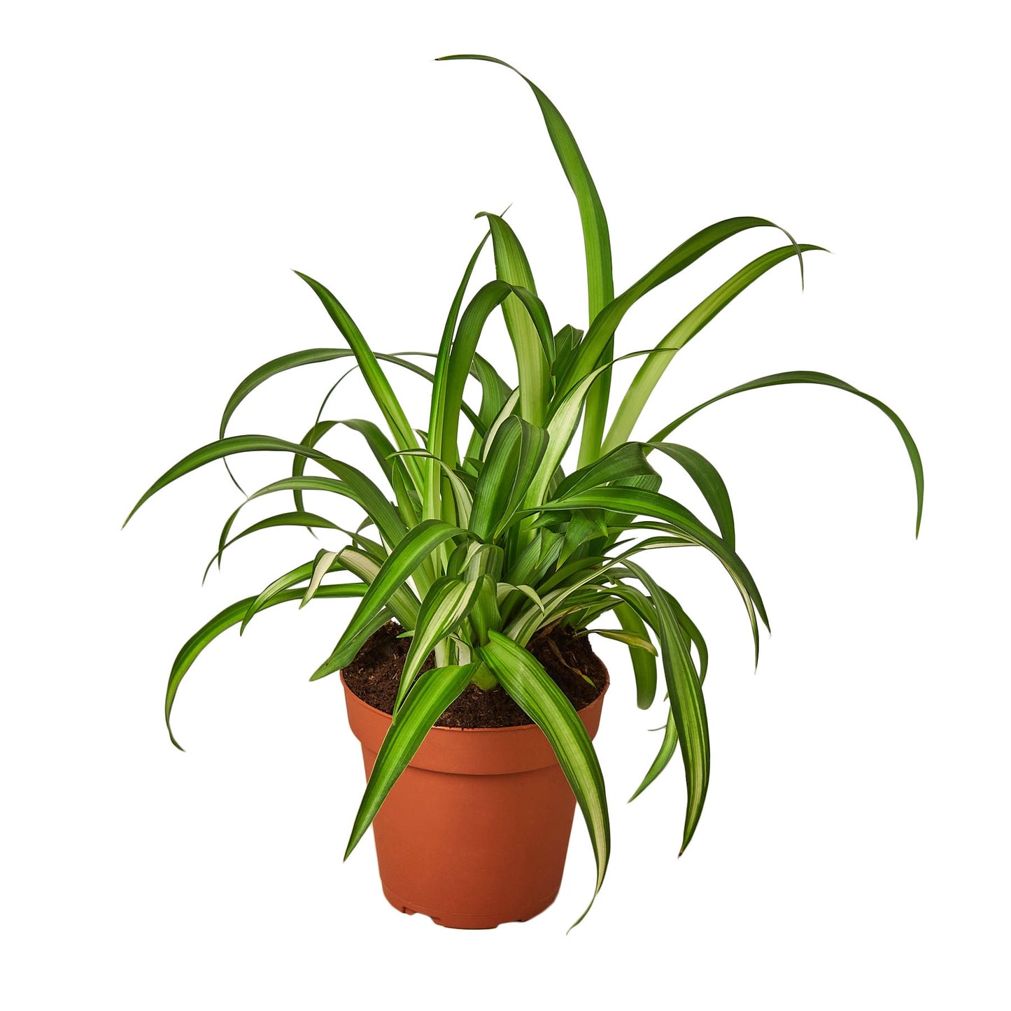 Spider Plant Hawaiian Chlorophytum comosum Live Plant Multiple SIzes Available