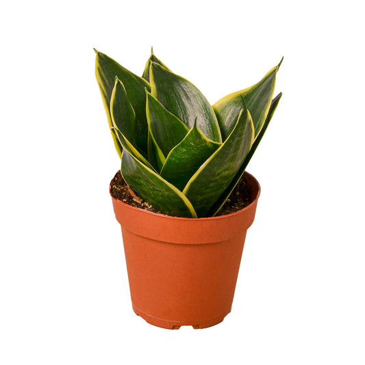 Sansevieria Emerald Star Snake Plant 4" Pot Live Plant