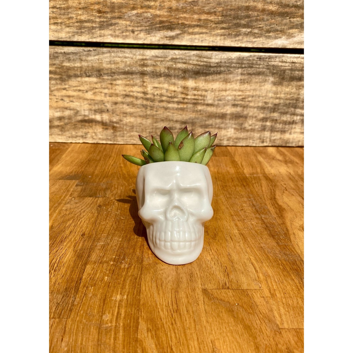 Small Skull with Potted 2" Succulent