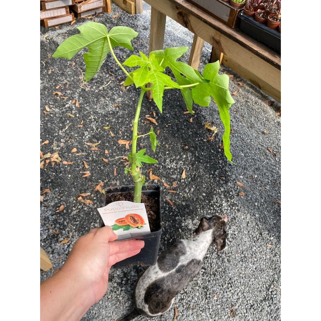 Patio Fruit Dwarf Red Lady Papaya Tree 4" Pot Live Plant