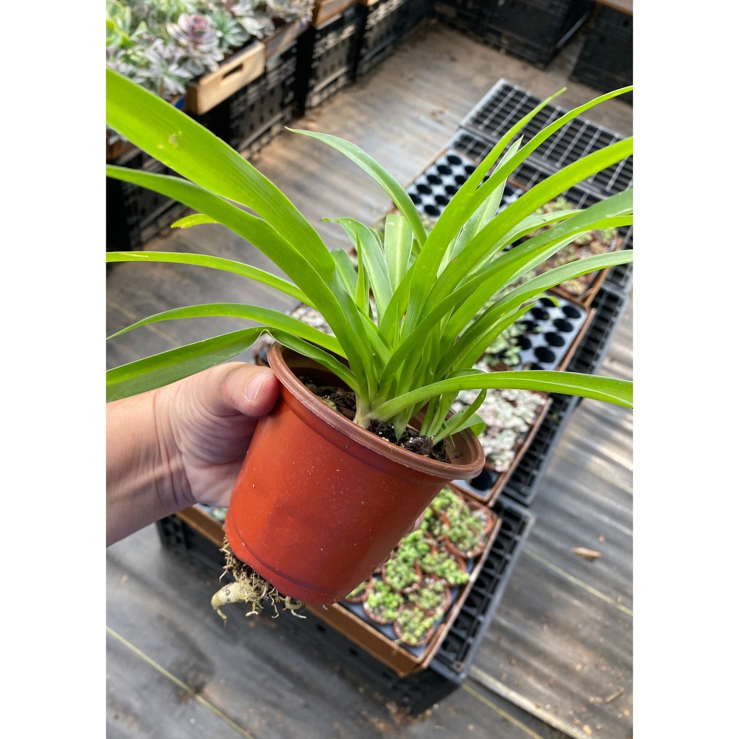 Spider Plant Airplane Plant Chlorophytum Comosum Solid Green 4" Pot Live Plant