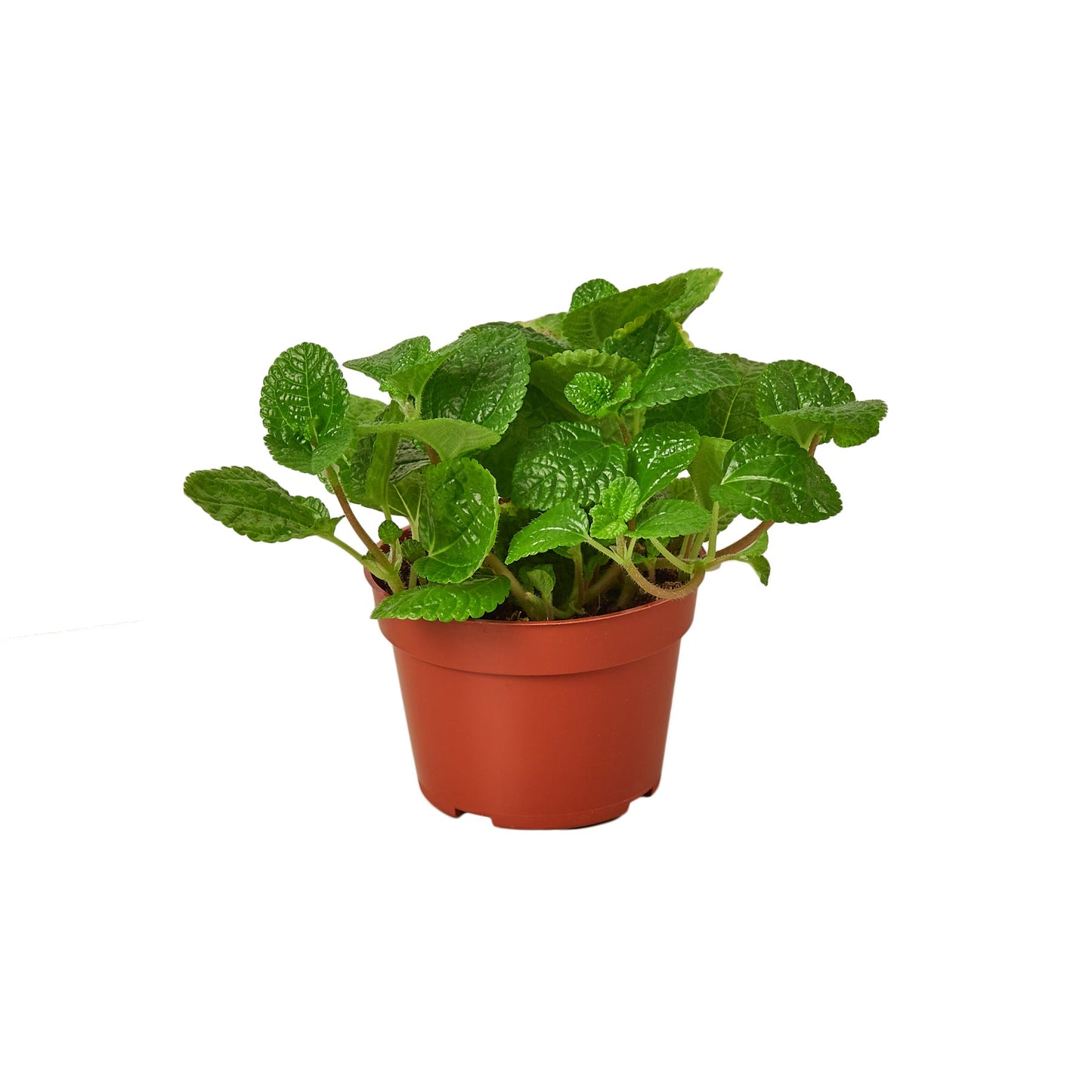 Pilea nummulariifolia Crinkle Creeping Charlie Live plant Multiple Sizes Available