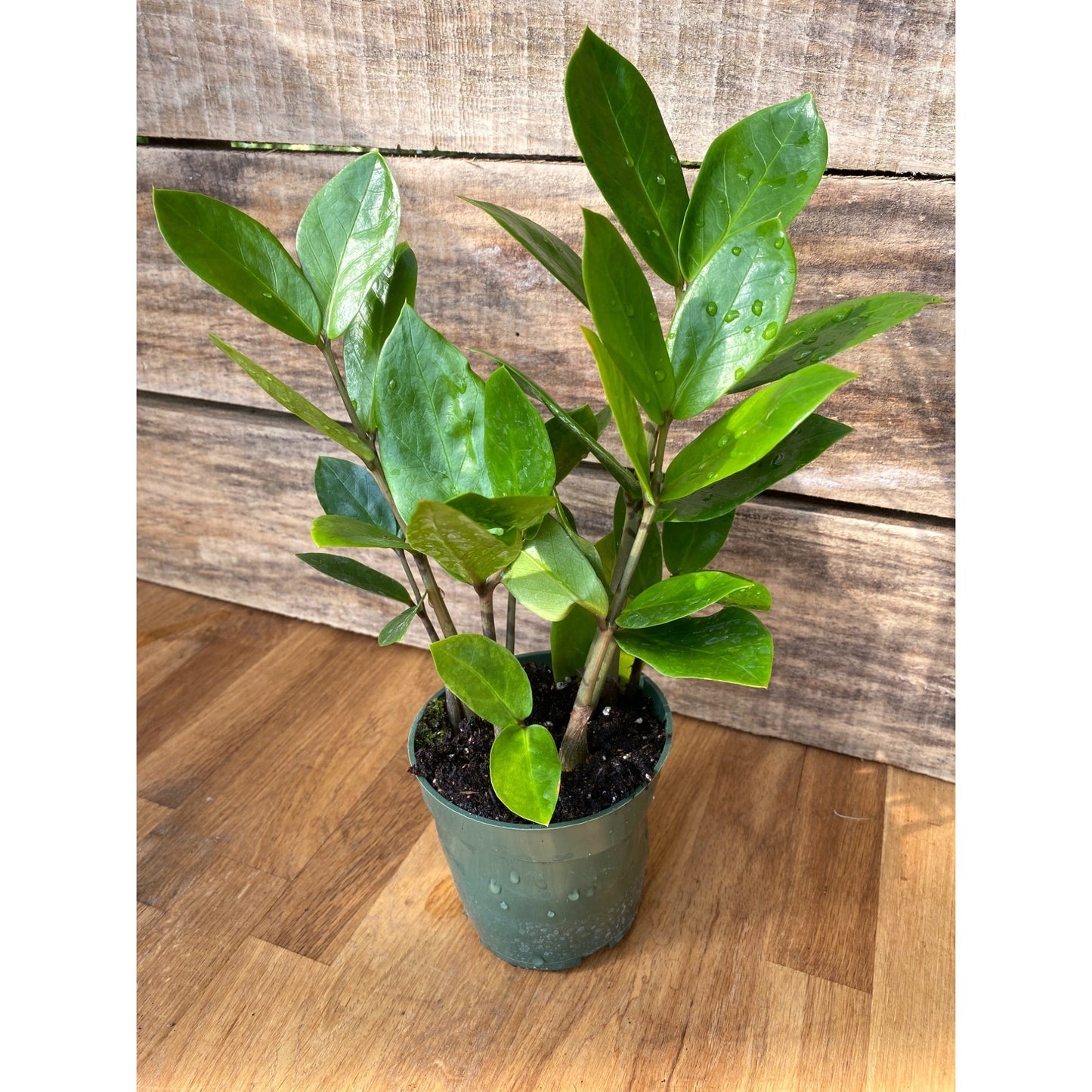 ZZ Plant Zamioculcas Zamiifolia 4 Inch Pot Live Plant