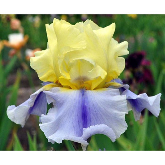 Iris German Tall Bearded Easter Candy Keith Keppel 2011 #1 Size Rhizome