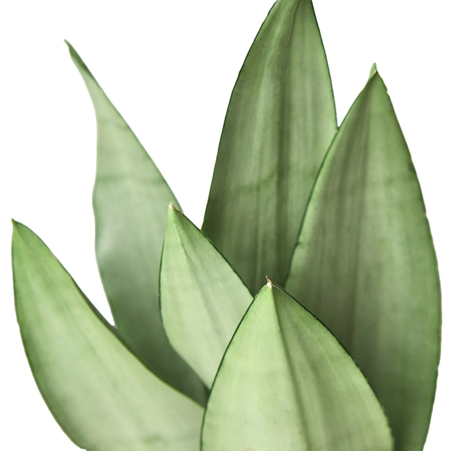 Sansevieria Moonshine Snake Plant Live Plant Multiple Sizes Available