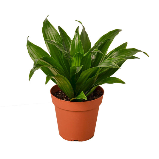 Dracaena Janet Craig Dragon Tree Multiple Sizes Available