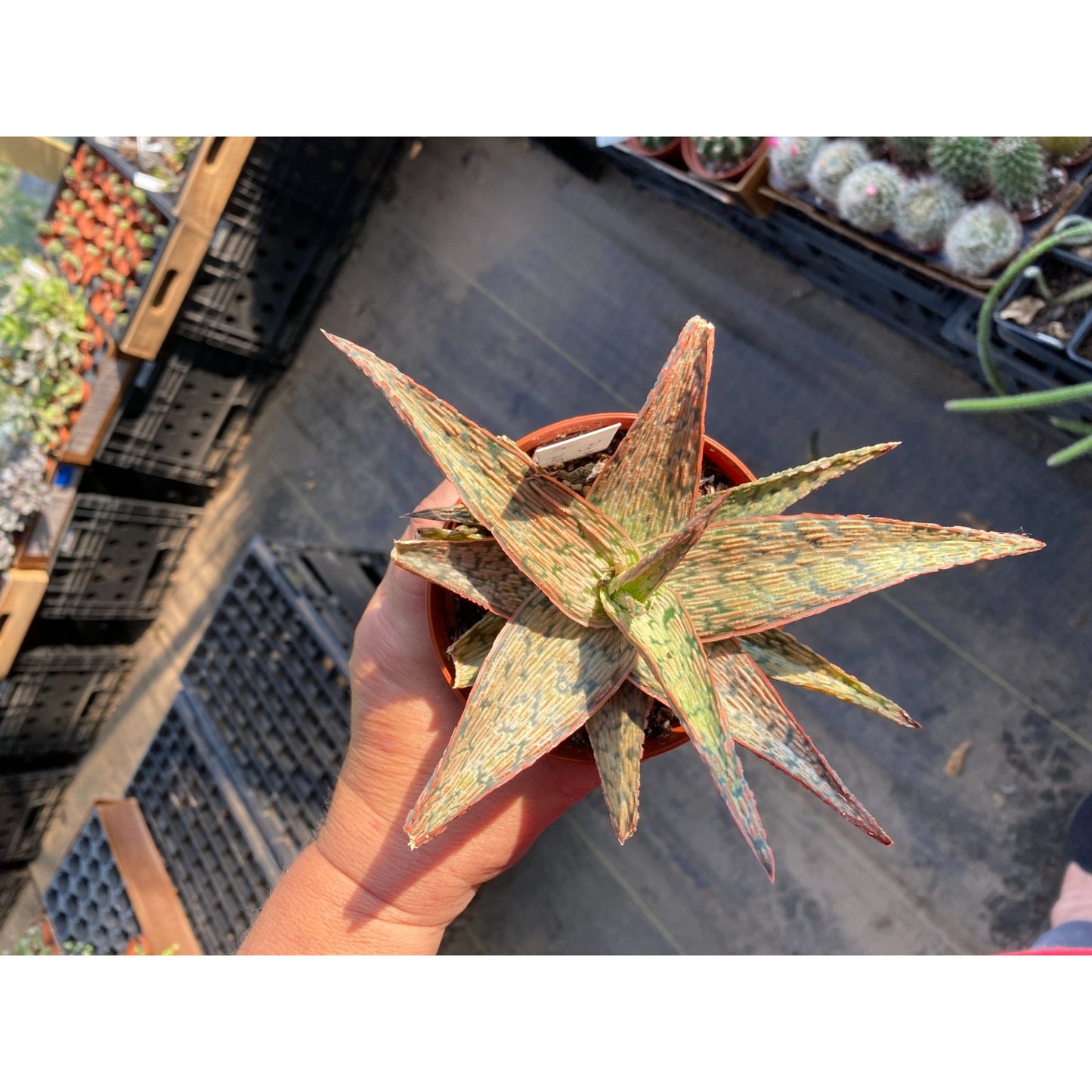 Aloe Hybrid Pink Blush 4" Pot Live Plant