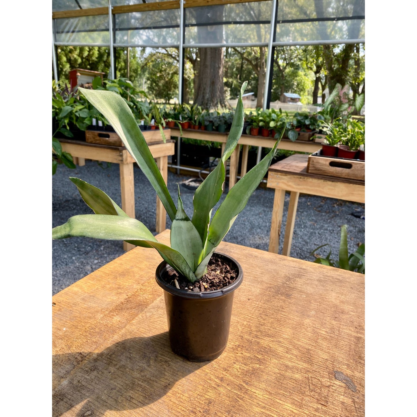 Sansevieria Moonshine Snake Plant 4" Pot Live Plant