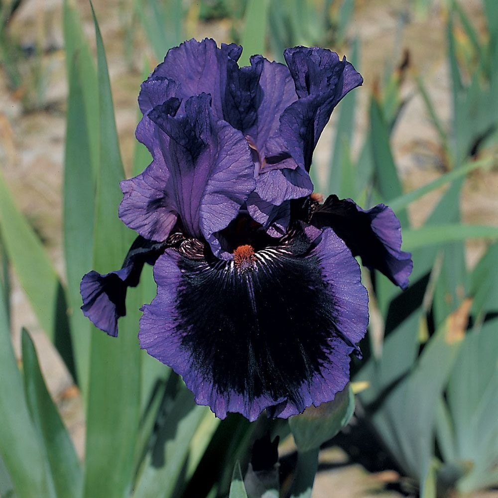 Iris Bearded Pagan Dance Fragrant Reblooming Geranica Barry Blyth 1989 #1 Size Rhizome