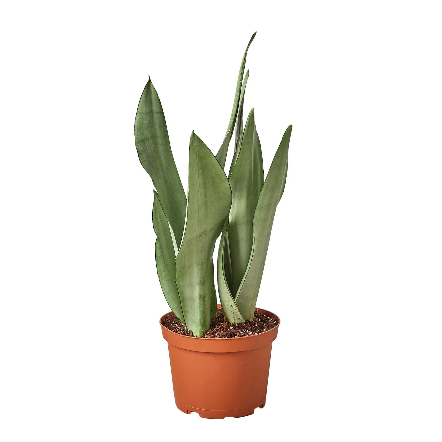 Sansevieria Moonshine Snake Plant Live Plant Multiple Sizes Available