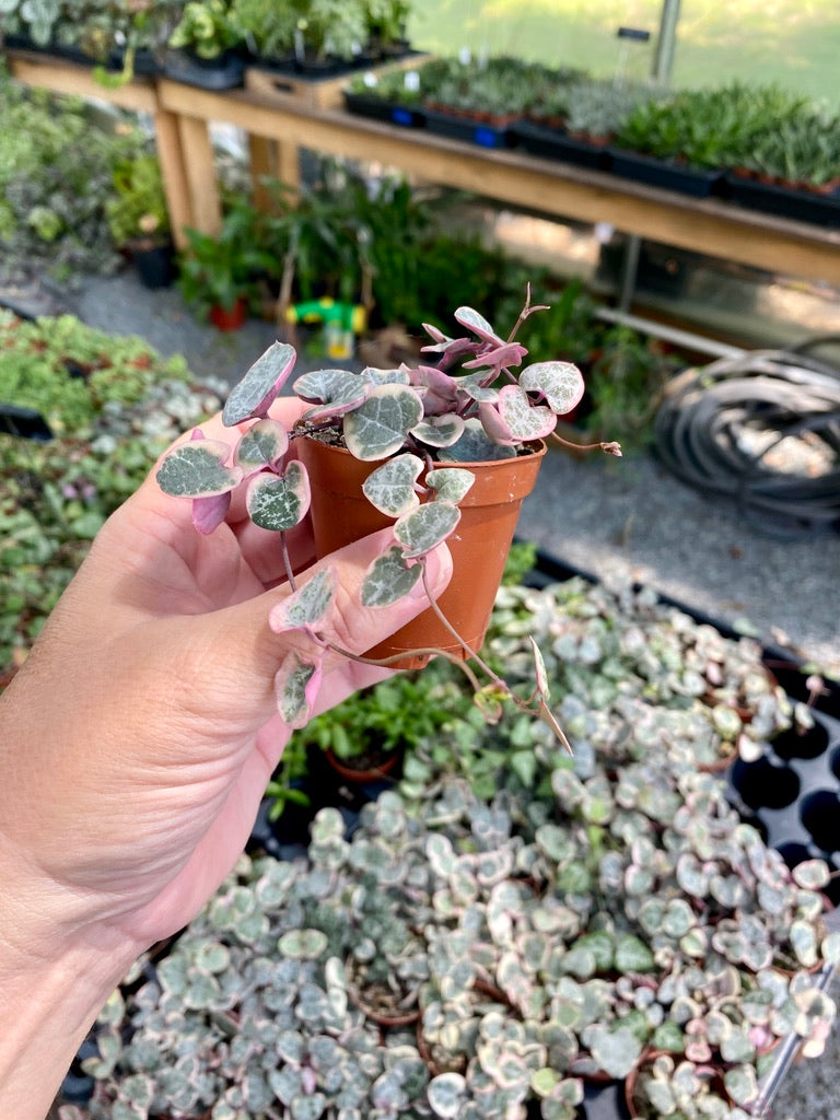 String of Heart Variegated Ceropegia Woodii Succulent 2" Pot Live Plant