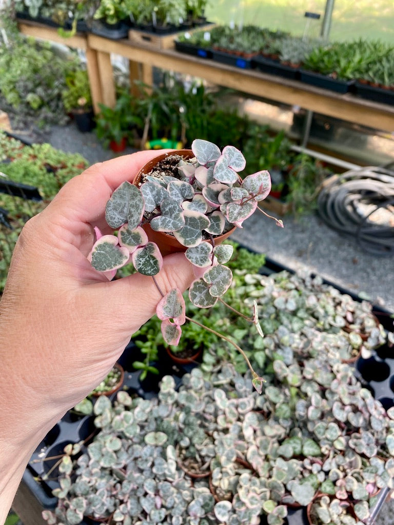 String of Heart Variegated Ceropegia Woodii Succulent 2" Pot Live Plant