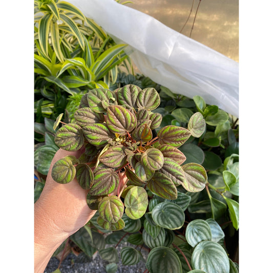 Peperomia or Radiator Plant Peppermill 2.5 Inch Tall Pot Live Plant