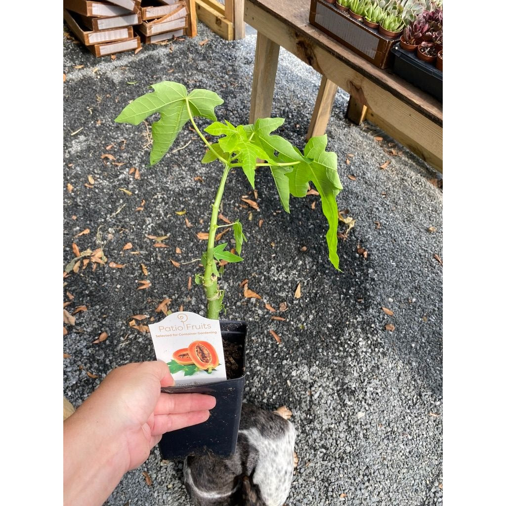 Patio Fruit Dwarf Red Lady Papaya Tree 4" Pot Live Plant