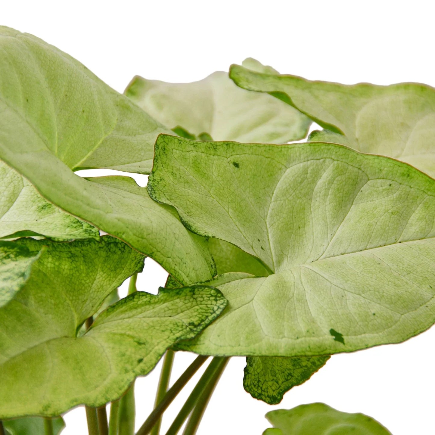 Syngonium White Butterfly Arrowhead Plant Live Plant Multiple Sizes Available