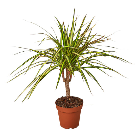 Dracaena Marginata Sunshine Dragon Tree Live Plant