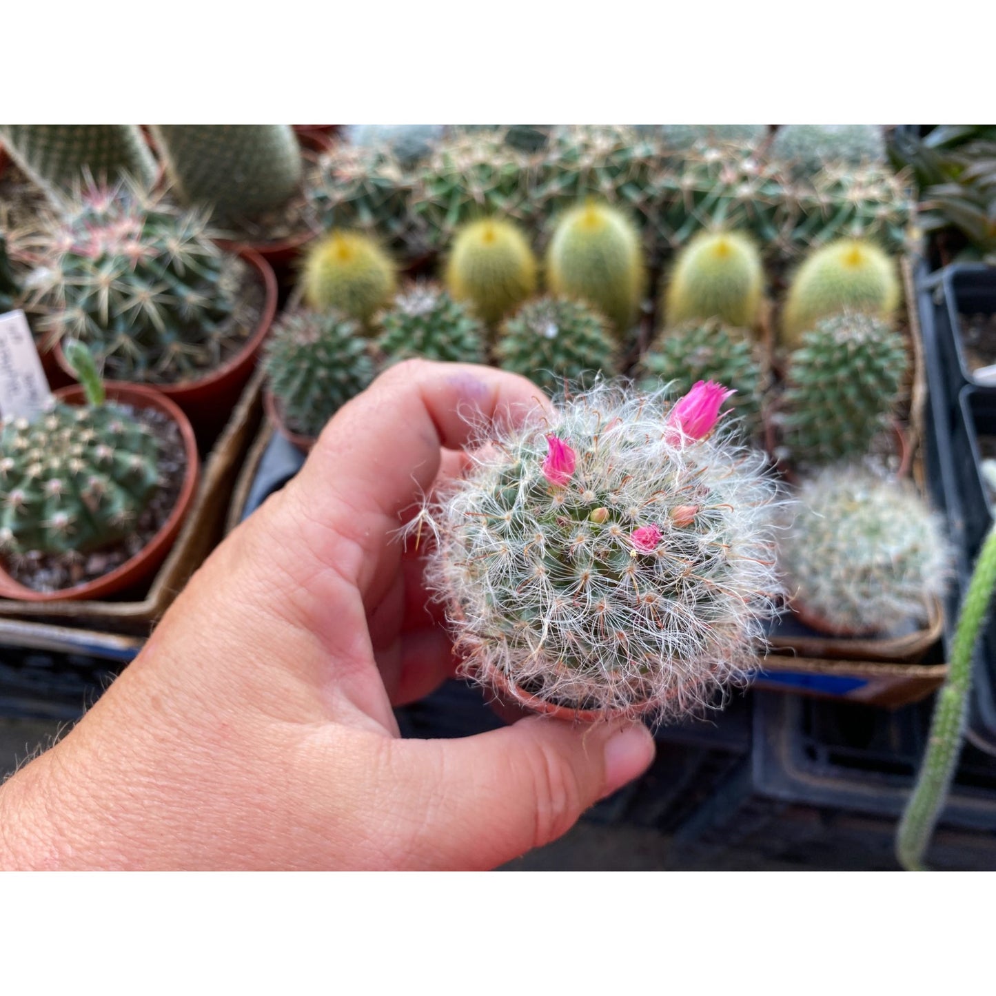 Cactus Powder Puff or Mammillaria bocasana 3" Pot Live Plant