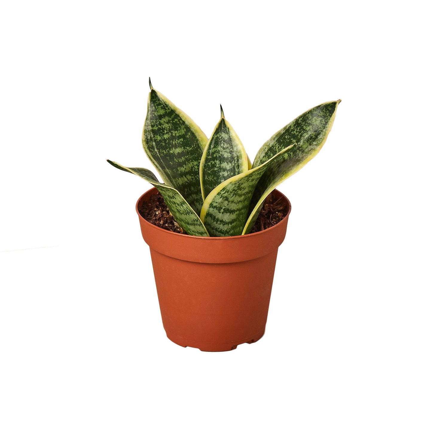 Sansevieria Laurentii Dwarf Snake Plant Live Plant Multiple Sizes Available