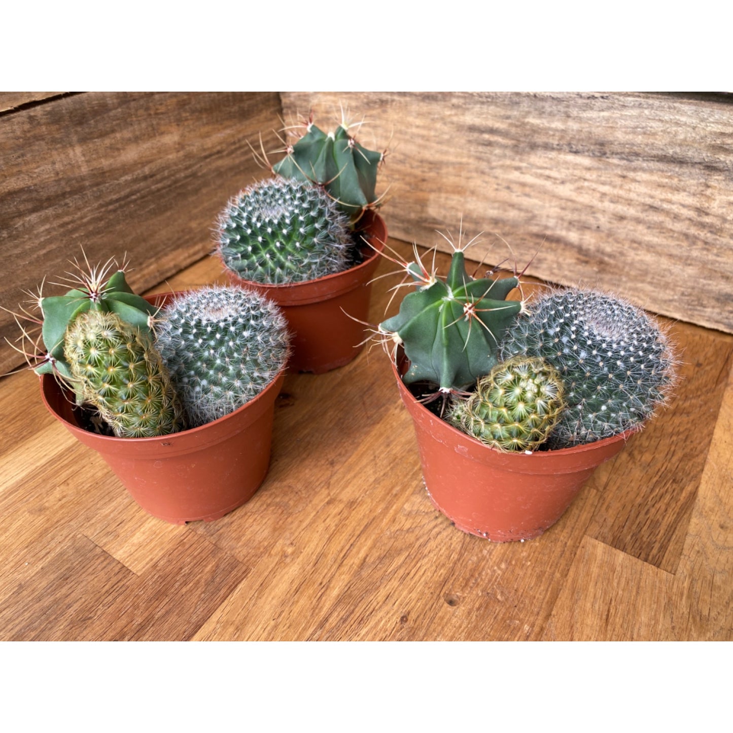 Cacti Cactus Combo #2 Three Cactus per Pot 4" Pot Live Plant