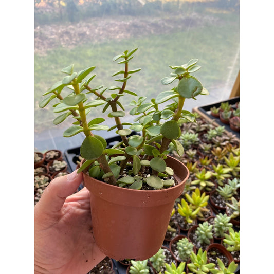 Mini Jade Elephant Bush Portulacaria afra Green aka Spekboom 4" Pot Live Plant