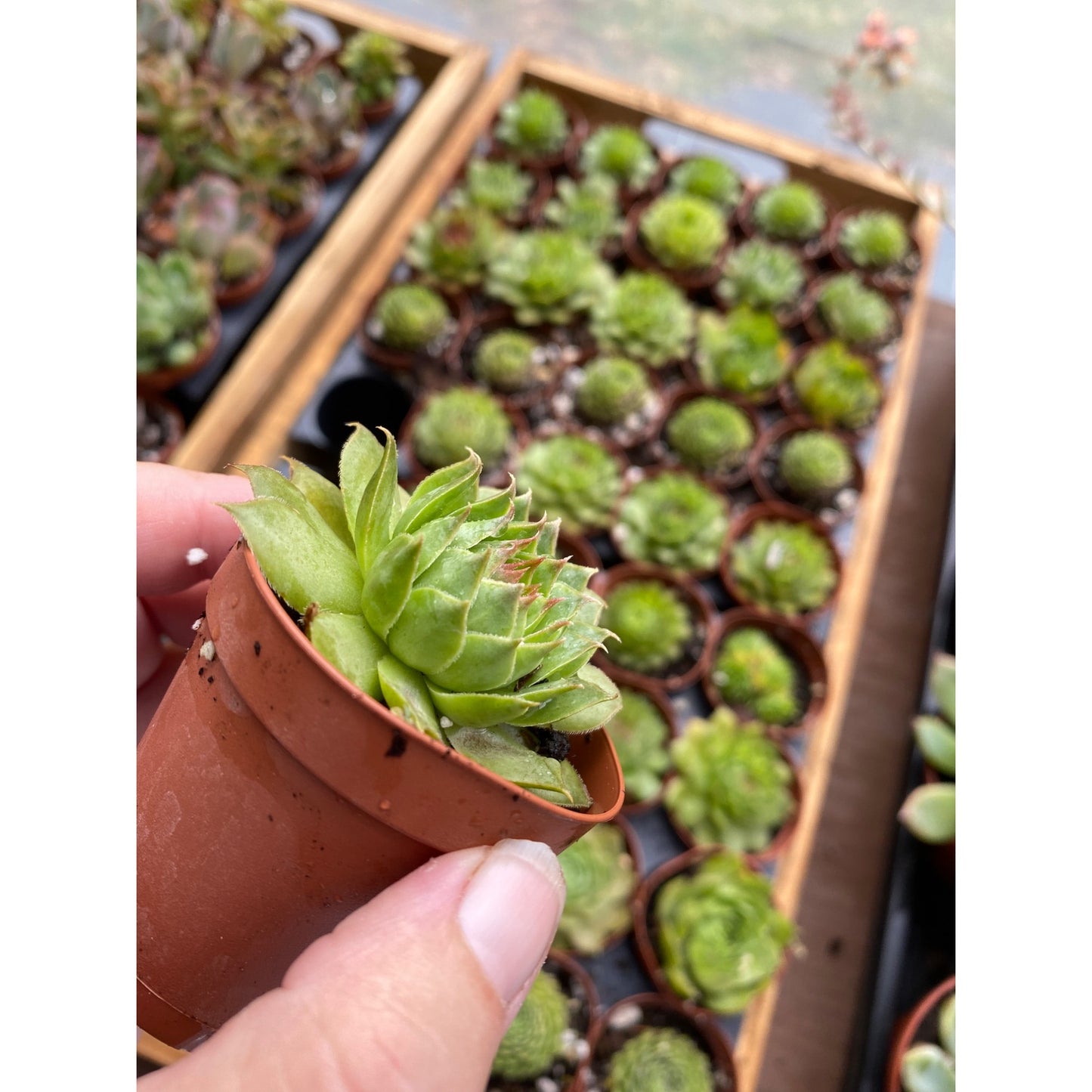 Succulent Sempervivum Gelber Stern Hens and Chicks 2 inch pot