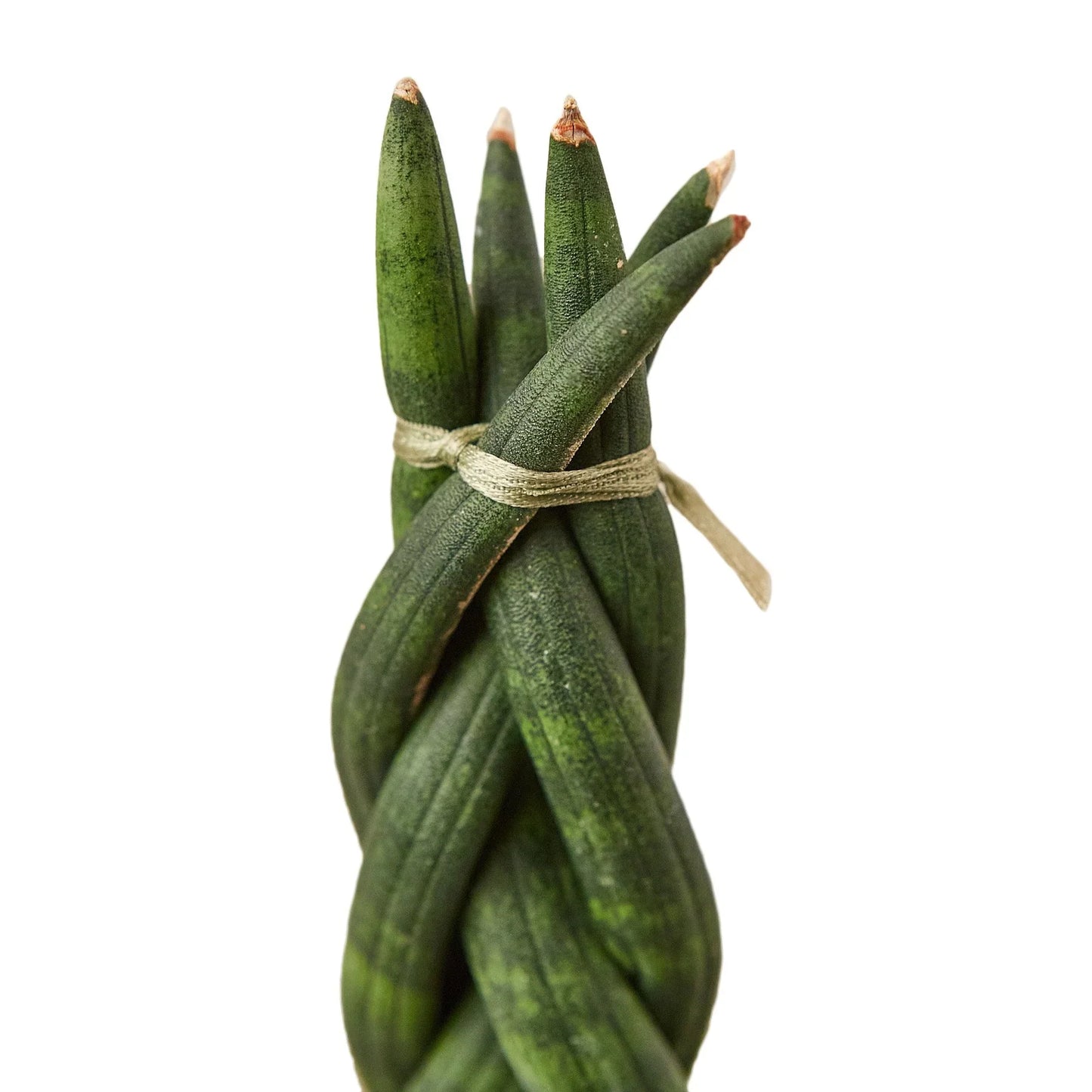 Sansevieria Braided Snake Plant Live Plant Multiple Sizes Available