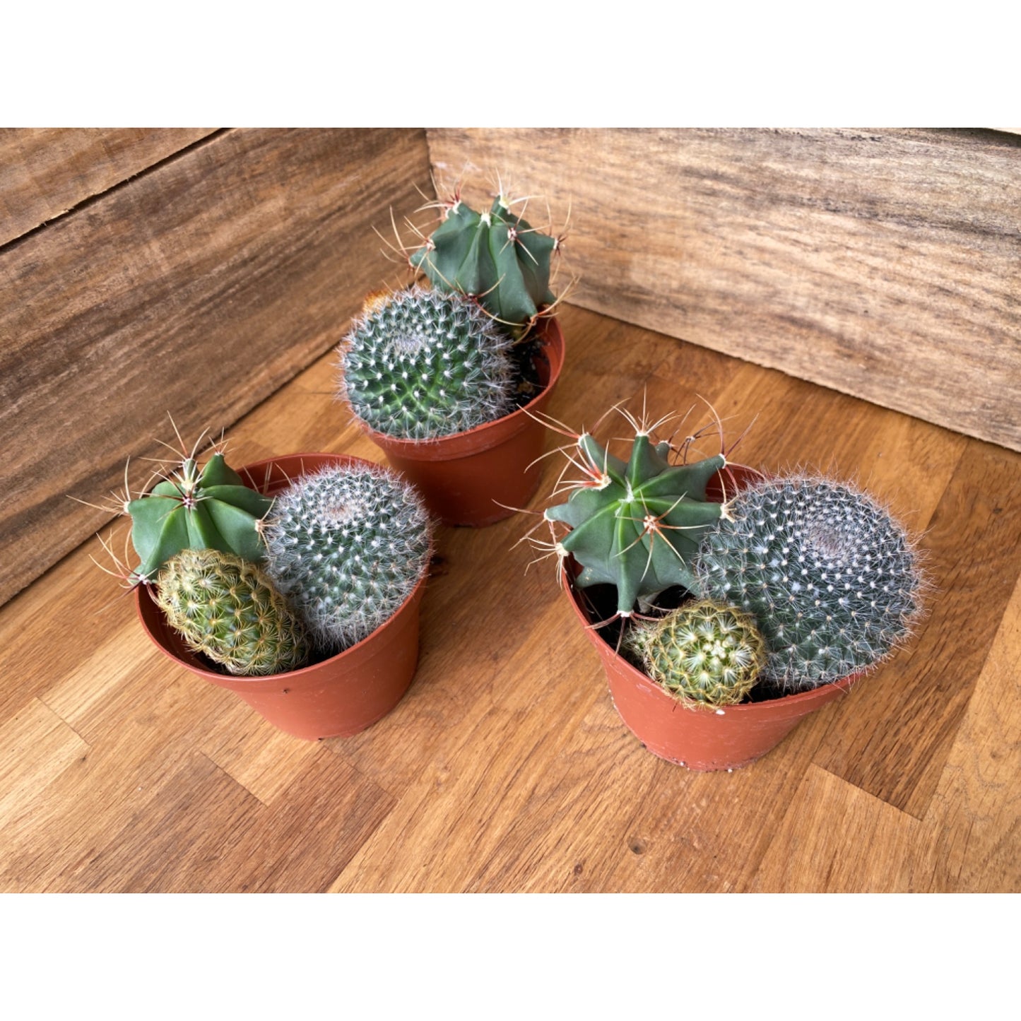 Cacti Cactus Combo #2 Three Cactus per Pot 4" Pot Live Plant