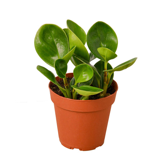 Peperomia Thailand Radiator Plant Multiple Sizes and Pots Available