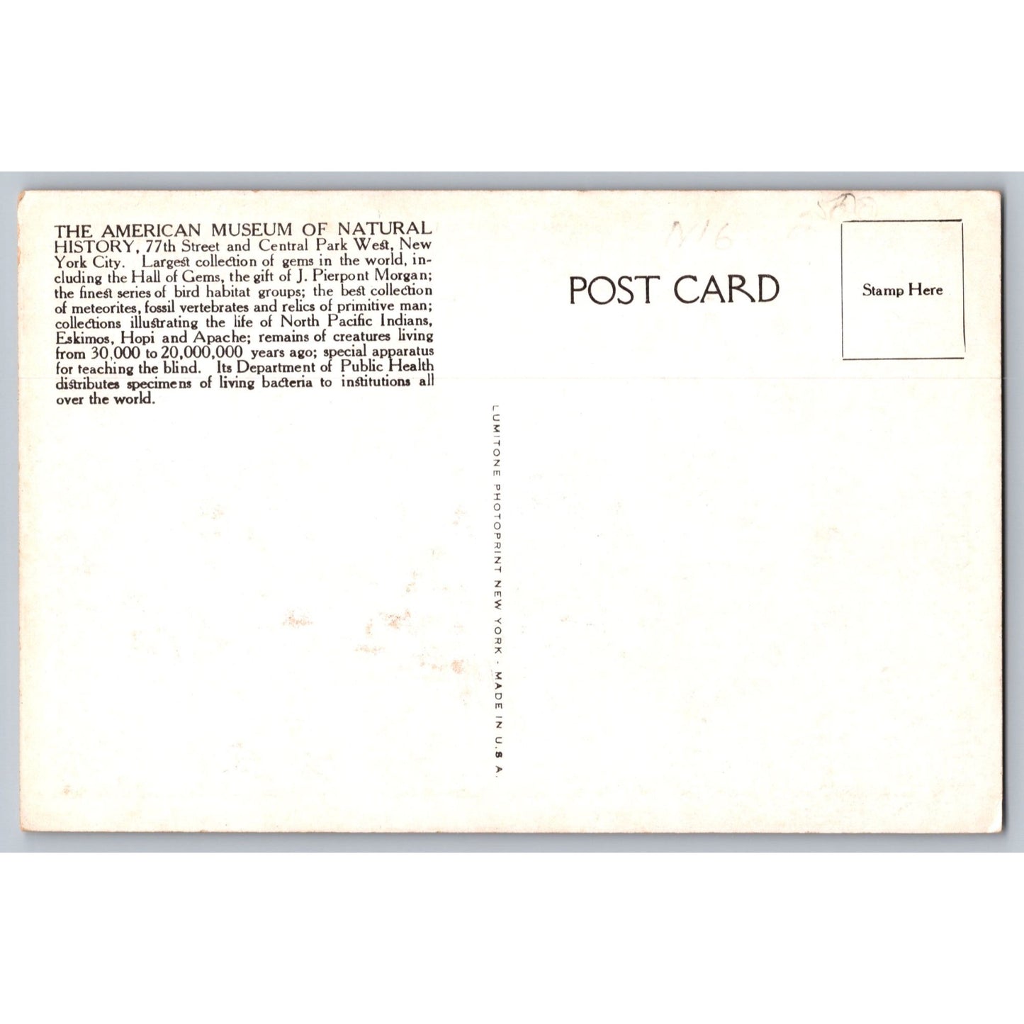 New York City NY Museum Of Natural History White Border Postcard Unused Lumitone