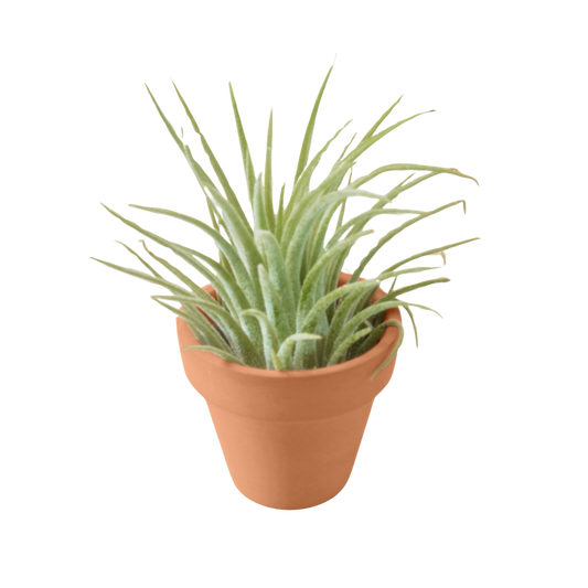 Air Plant Ionantha Guatemala Tillandsia Air Plant with Terra Cotta Pot