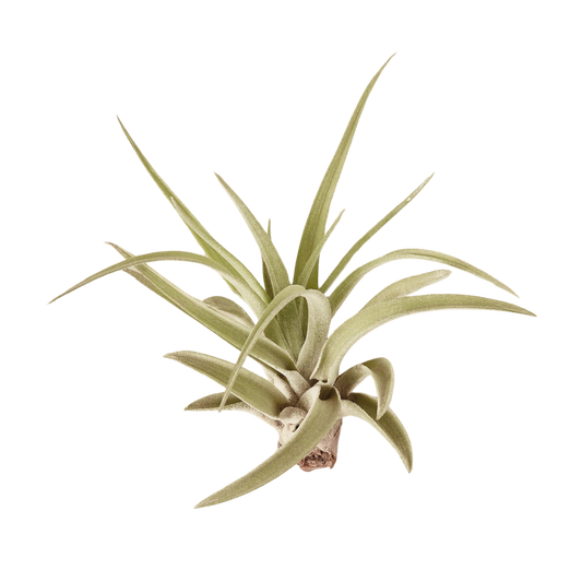 Tillandsia Air Plant Veluntina 1 live Plant