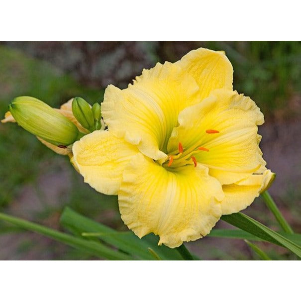 Daylily Big Time Happy