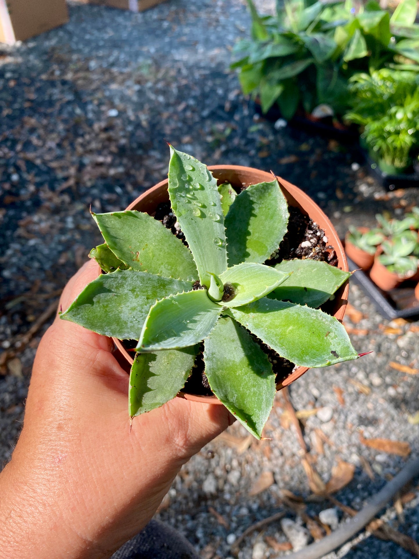 Agave Potatorum Kichiokan Butterfly Agave Green 4" Pot Live Plant