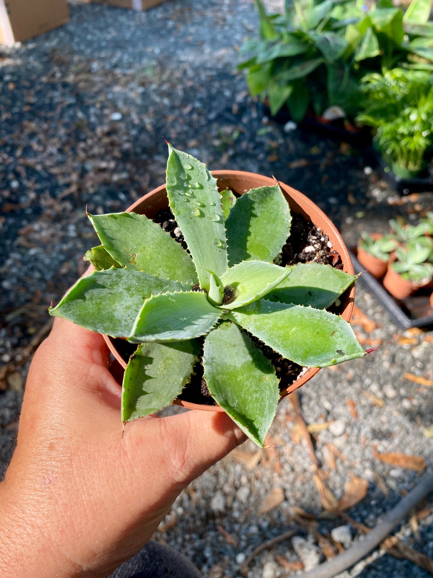 Agave Potatorum Kichiokan Butterfly Agave Green 4" Pot Live Plant