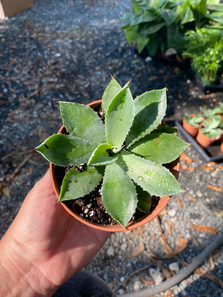 Agave Potatorum Kichiokan Butterfly Agave Green 4" Pot Live Plant