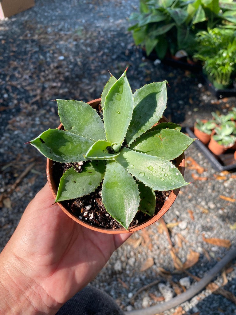 Agave Potatorum Kichiokan Butterfly Agave Green 4" Pot Live Plant