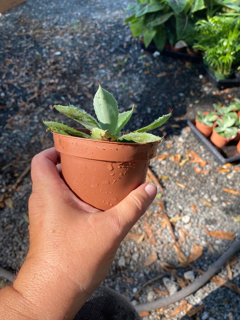 Agave Potatorum Kichiokan Butterfly Agave Green 4" Pot Live Plant