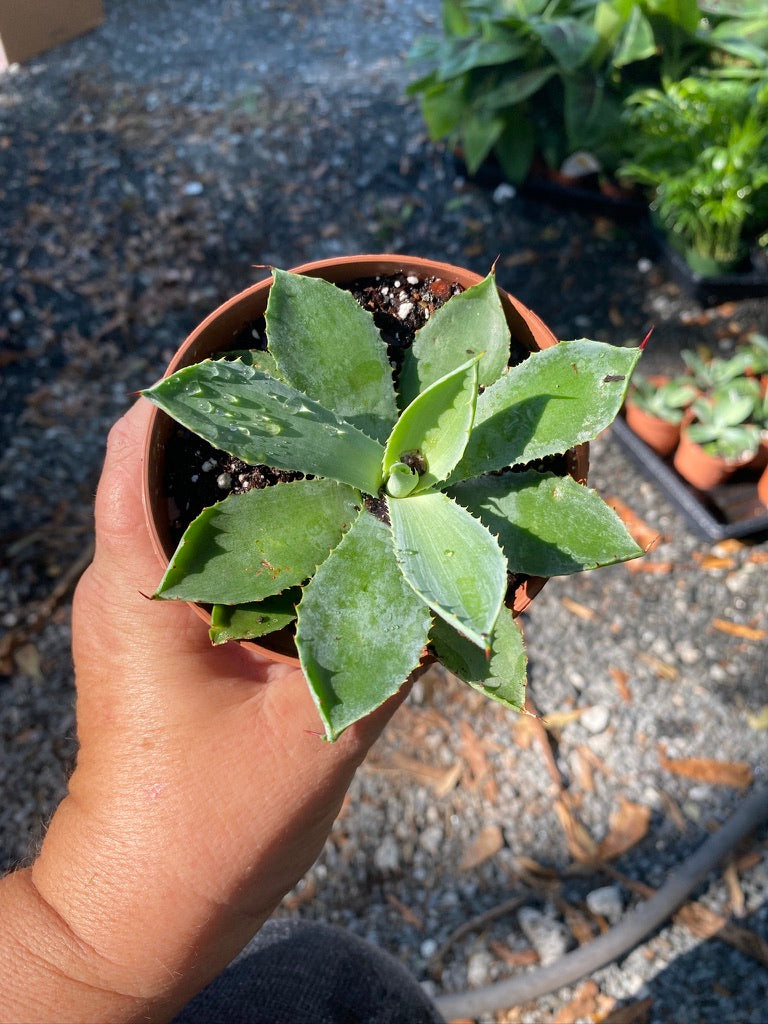 Agave Potatorum Kichiokan Butterfly Agave Green 4" Pot Live Plant